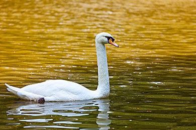 虚幻5重制《刺客信条》粉丝概念预告 感受刺客魅力